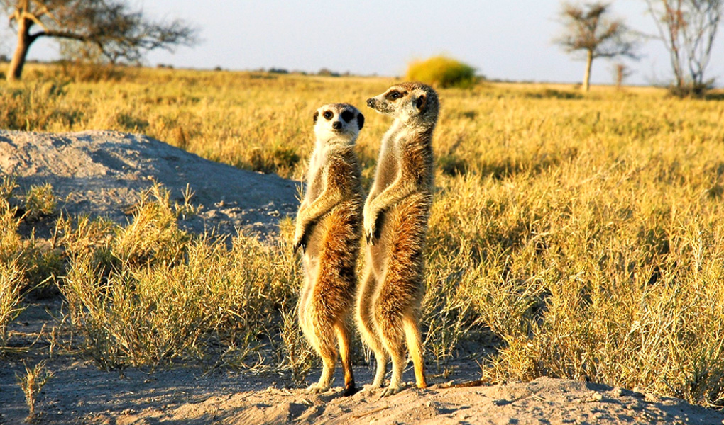 Meerkats - Simon Gluckman