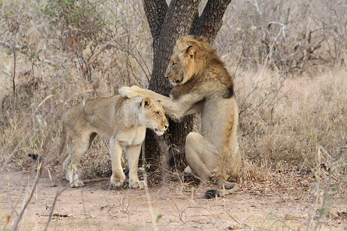 Lion petting lioness