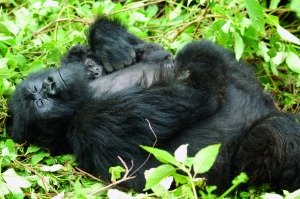 Gorilla trekking adventure Rwanda Gorilla trekking adventure Rwanda