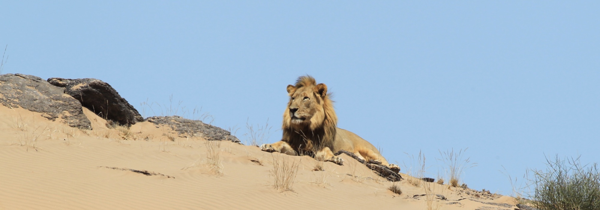 Lion in Namibia