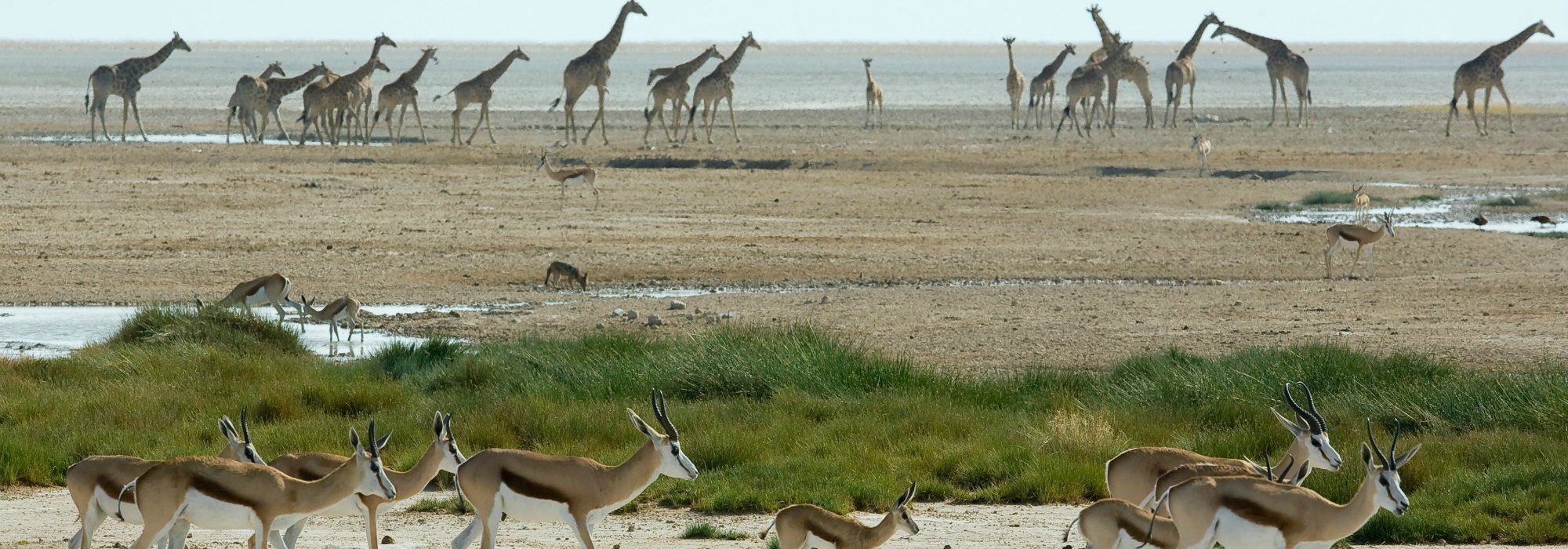 Etosha Wildlife