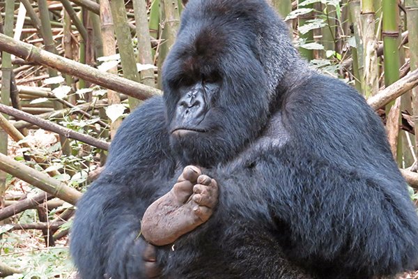 Silverback scratching foot