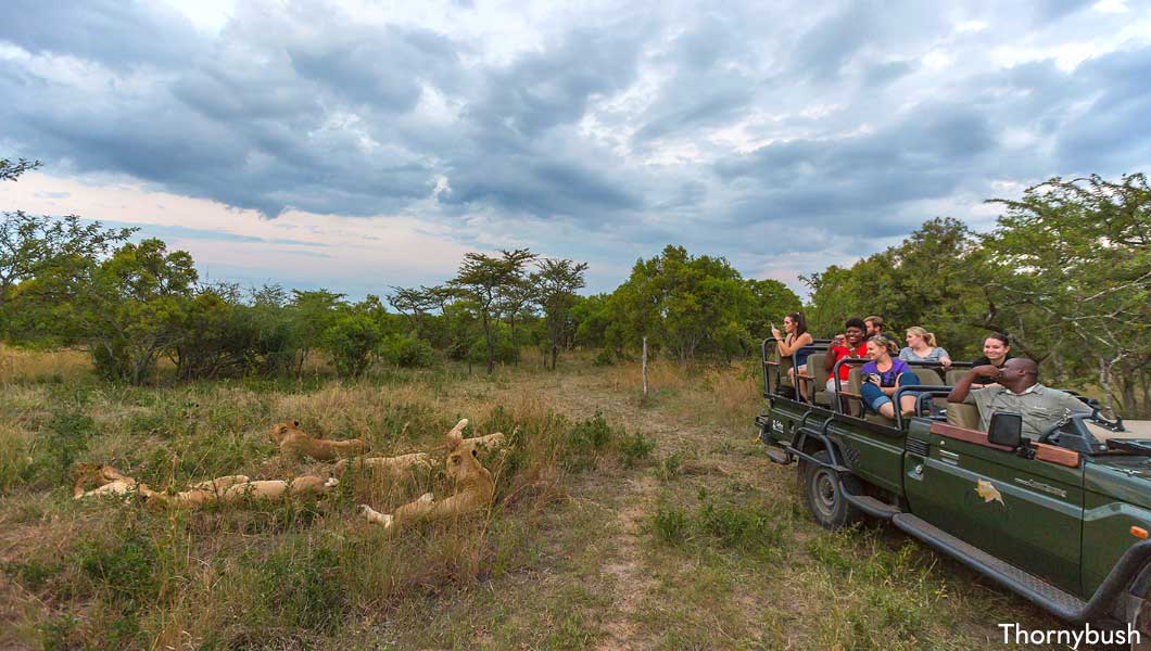 Game drive at Thornybush