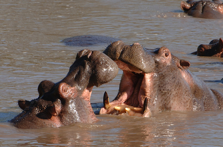 Two hippos facing each other with open mouths
