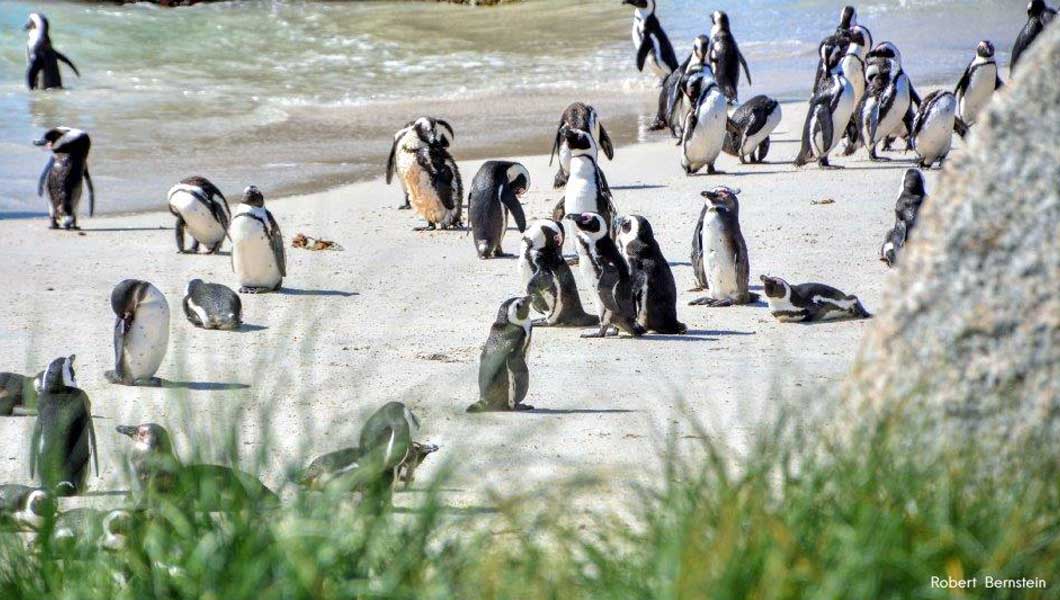 Penguins at Boulders Beach