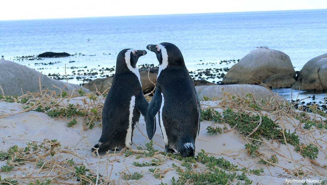 African Penguins Mate for Life