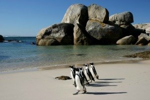Boulders Beach Penguins