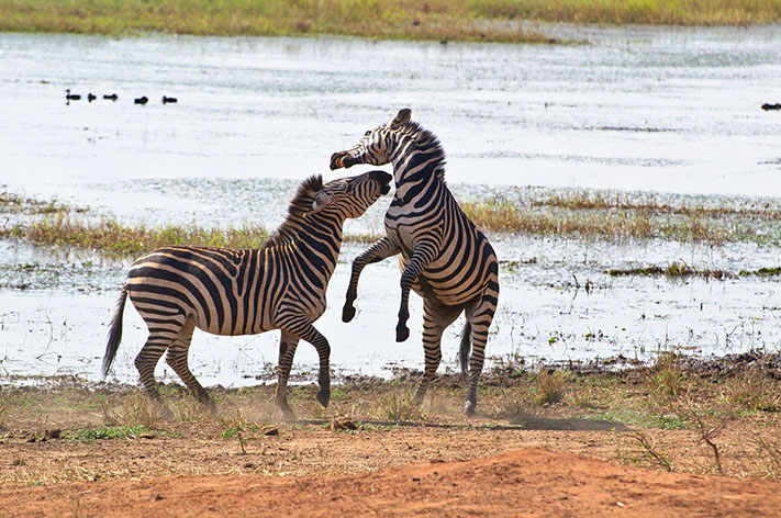 zebras fighting