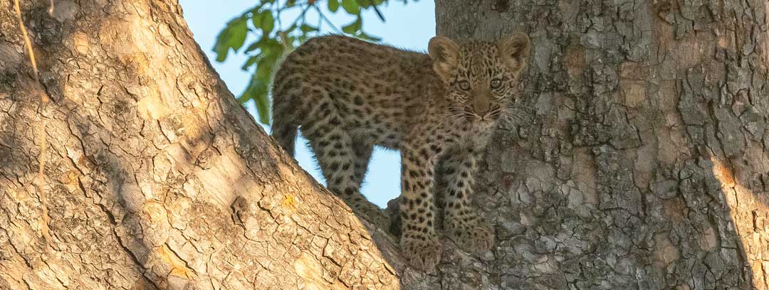 Leopard Cub in Tree at Xigera Safari Lodge
