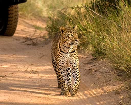 Leopard Spotted on a Game Drive at Lion Sands