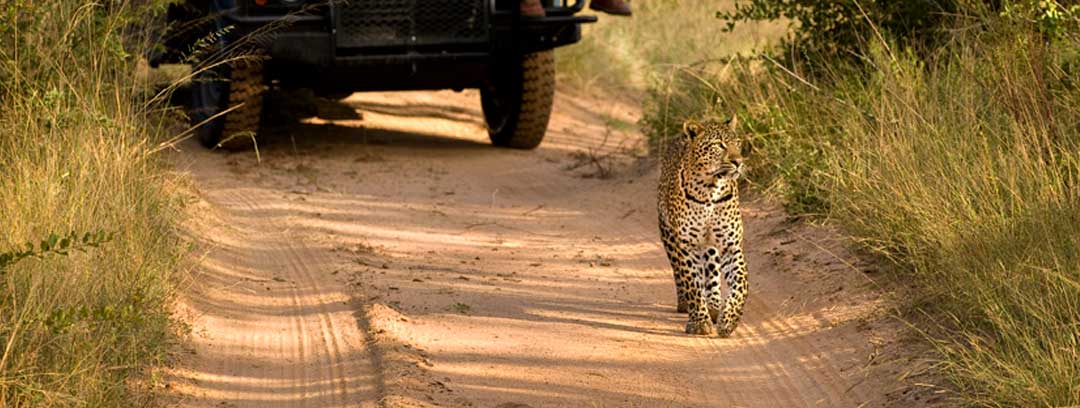 Leopard Spotted on Game Drive at Lion Sands