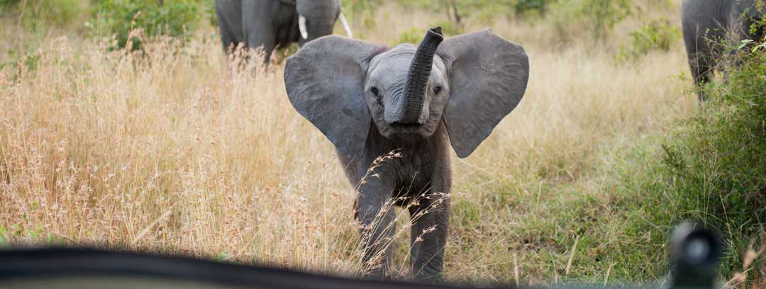 Elephant - Singita