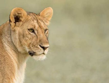 Lion in the Serengeti - Faru Faru