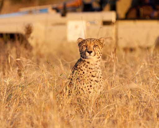 Cheetah at Amakhosi