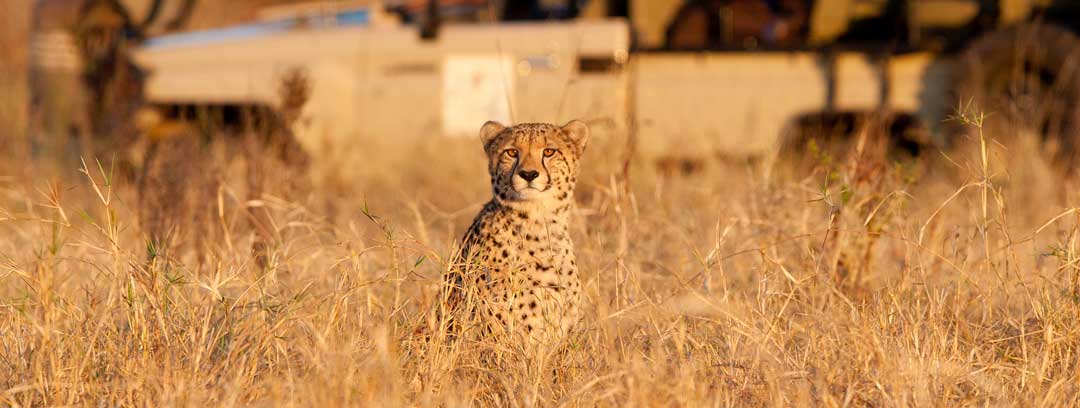 Cheetah at Amakhosi