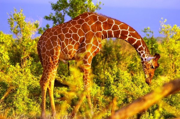 Reticulated Giraffe