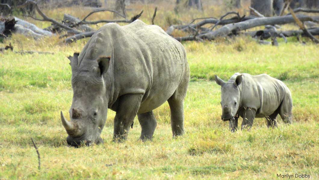 Rhino and Baby