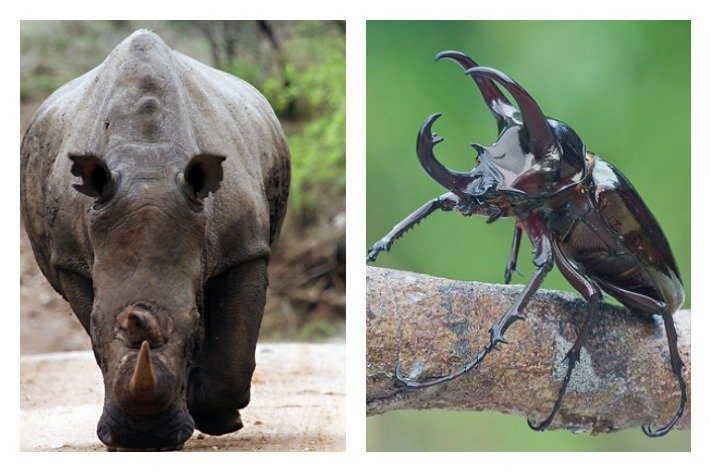 Rhino Beetle - The Little Five