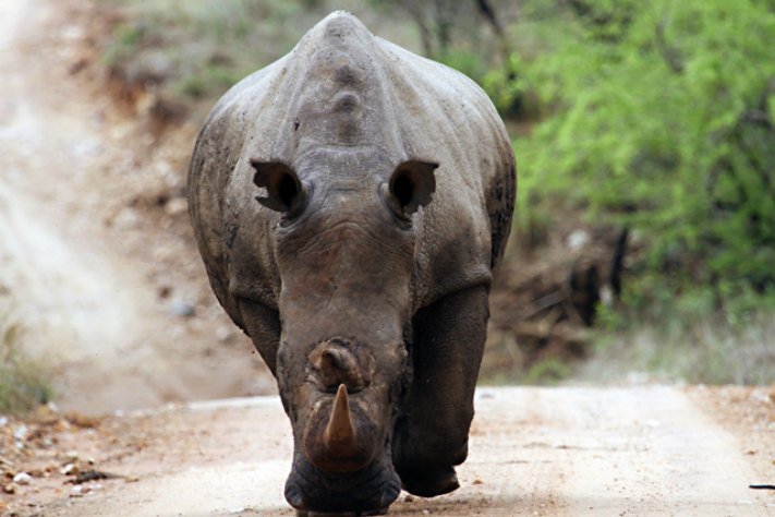 Rhino Kruger Park, South Africa