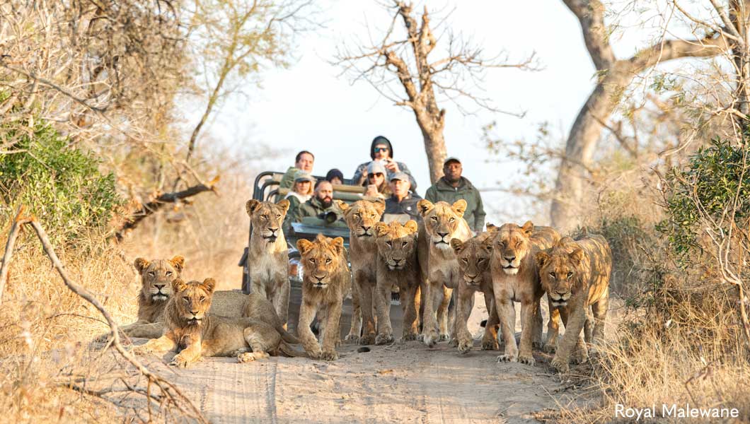 Lions Blocking the Road