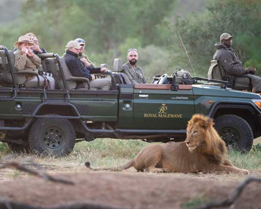 Lion Spotted at Royal Malewane