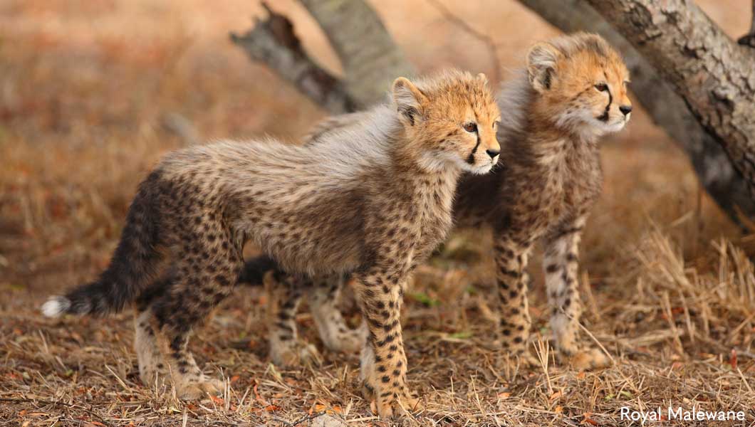 Cheetah cubs seen at Royal Malewane