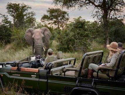 Game Drive - Royal Malewane