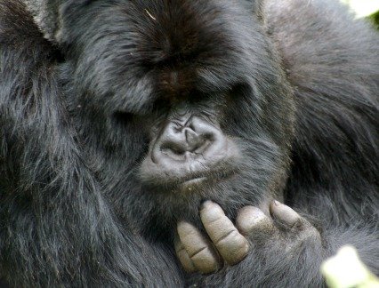 Gorilla in Volcanoes National Park, Rwanda 