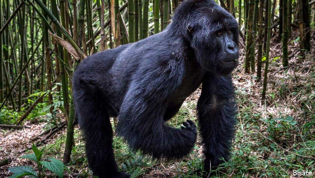 Gorilla at Bisate