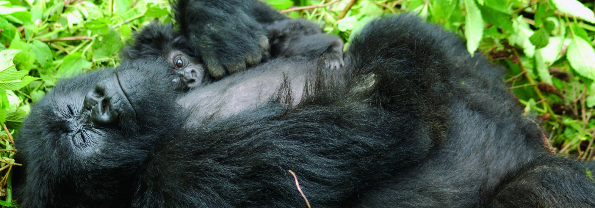 Gorilla in Volcanoes National Park Rwanda