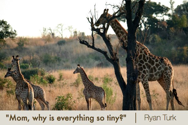 Giraffe Family