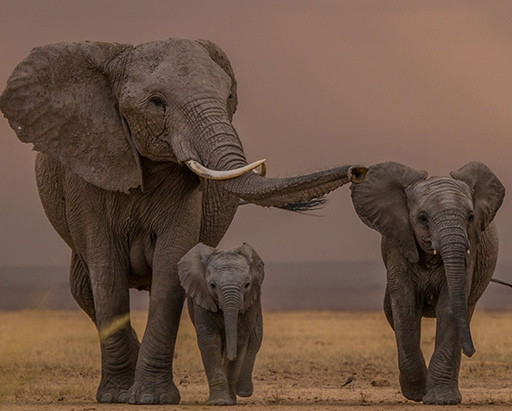 Elephant Family