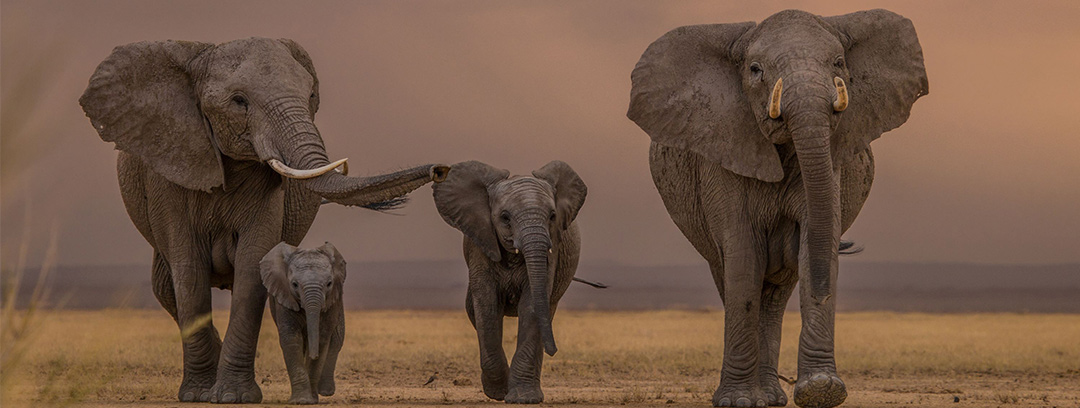 Elephant Family