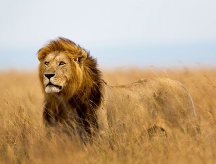 south africa safari deals