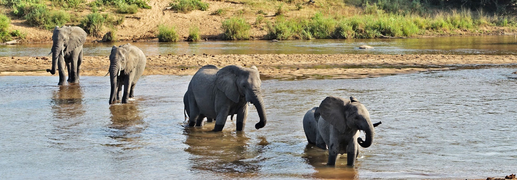 Elephants crossing a River