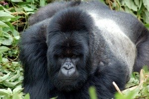 Mountain Gorilla in Bwindi Impenetrable Forest Mountain Gorilla in Bwindi Impenetrable Forest