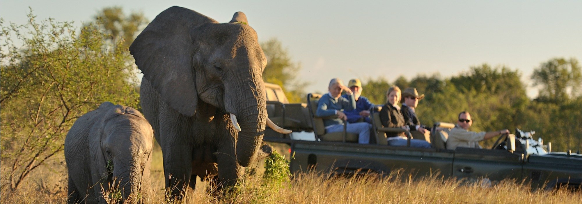 Elephants on safari at Sabi Sabi