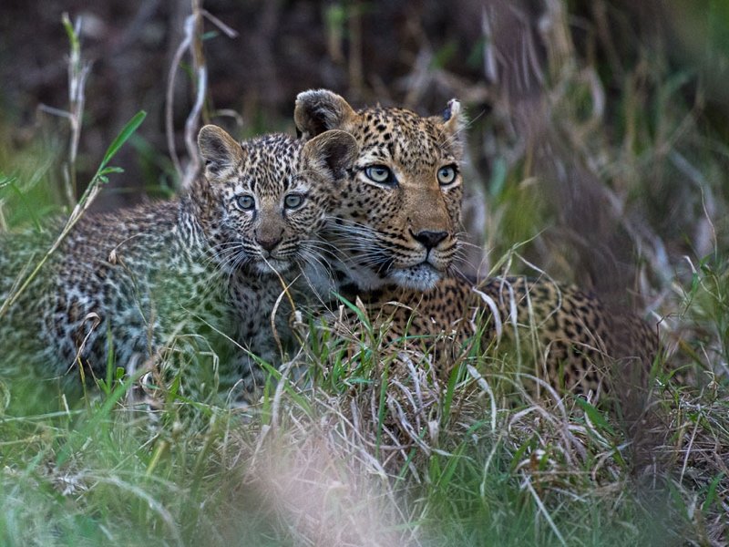 Leopard mom and cub