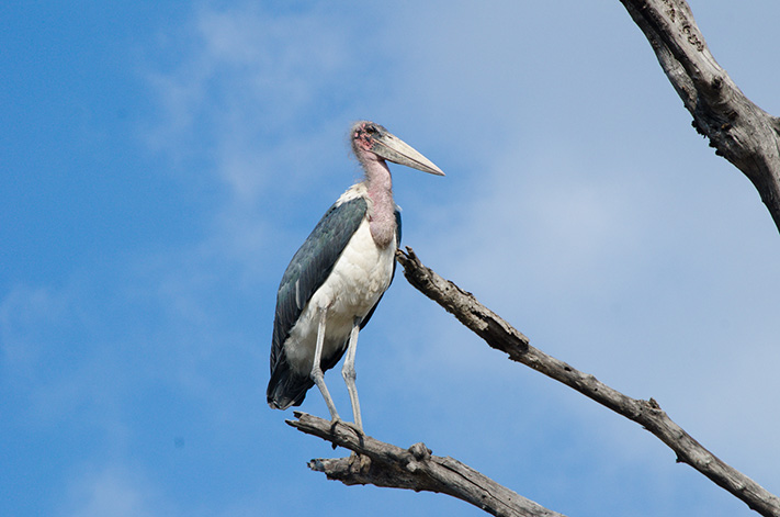 Marabou Stork