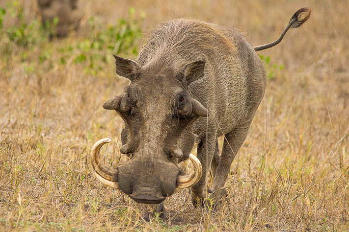 Warthog