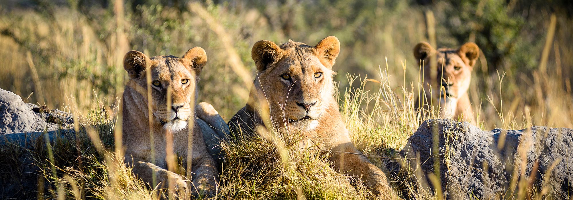 lion world travel botswana