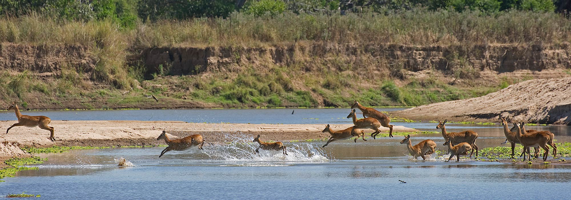 African Wildlife 