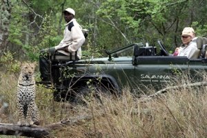 Leopard on safari in Savanna