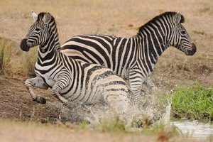 Zebra on safari in Savanna