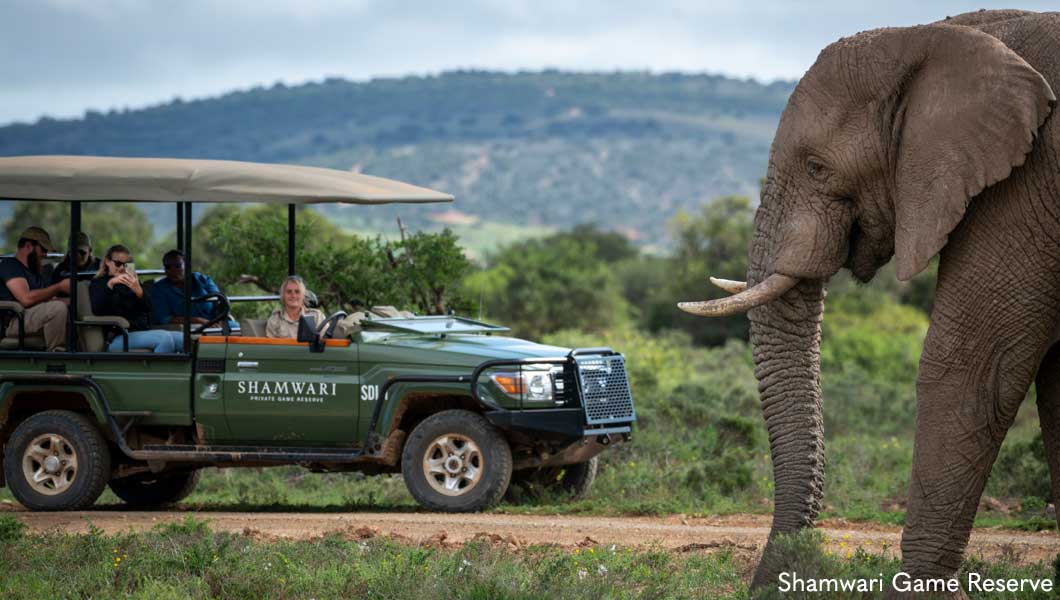 Elephant at Shamwari Private Game Reserve