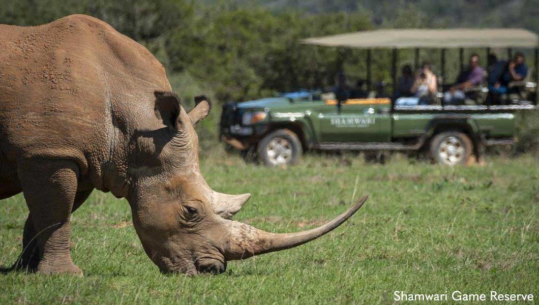 Rhino at Shamwari Game Reserve