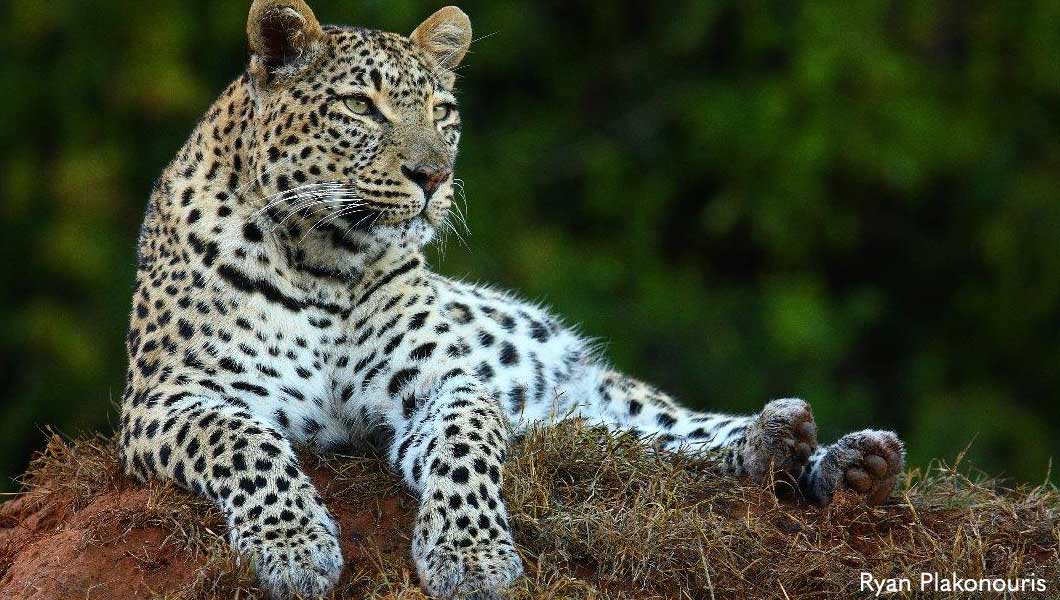 Leopard at Shamwari Game Reserve