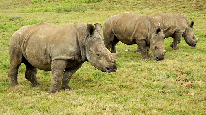 Noelle, Winston and Chip at Shamwari