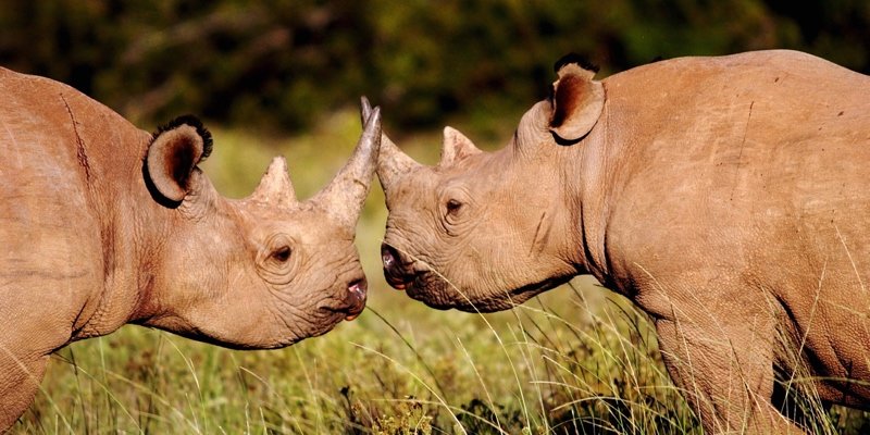 Rhinos at Shamwari