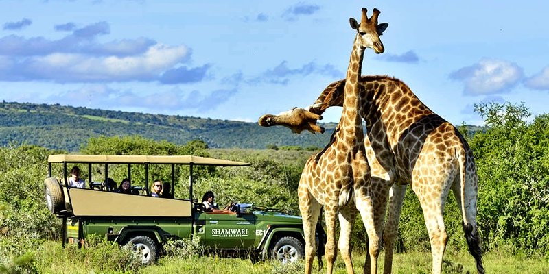Giraffes on safari